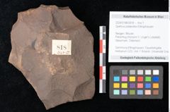 Foto (Objekt + Etikett) von Quercus palaeoilex Ettingshausen (NHMW-GEO-2024-0188-0818)